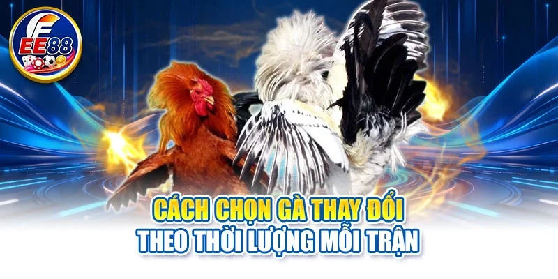 Cách chọn gà thay đổi theo thời lượng mỗi trận