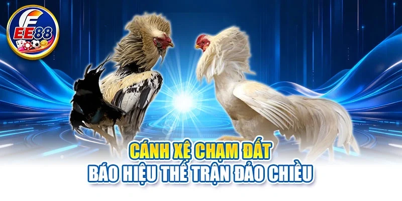 Cánh xệ chạm đất báo hiệu thế trận đảo chiều