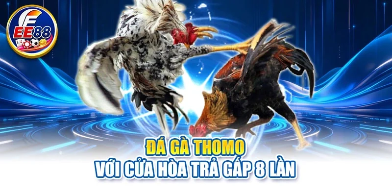 Đá gà Thomo với cửa hòa trả gấp 8 lần