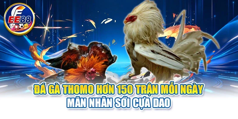 Đá gà Thomo