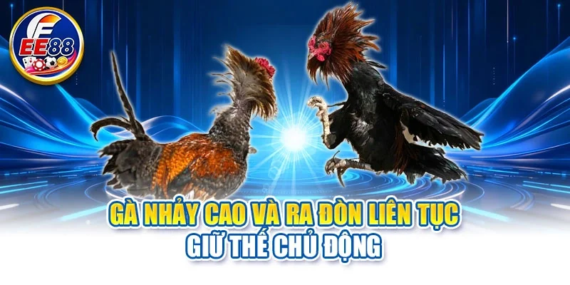 Gà nhảy cao và ra đòn liên tục giữ thế chủ động