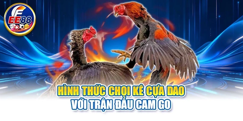 Hình thức chọi kê cựa dao với trận đấu cam go