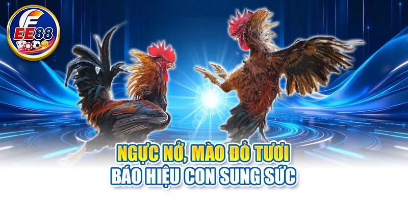 Ngực nở, mào đỏ tươi báo hiệu con sung sức